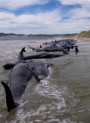 Cá voi chết hàng loạt trong vụ mắc kẹt lớn ở New Zealand