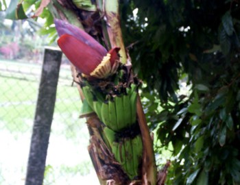 Cây chuối lạ trổ buồng giữa thân