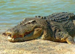 Chuyện thật: Điện thoại reo trong bụng cá sấu