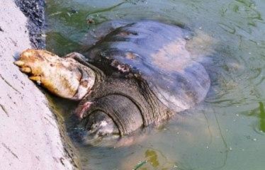 Cụ rùa Hồ Gươm đang nguy cấp