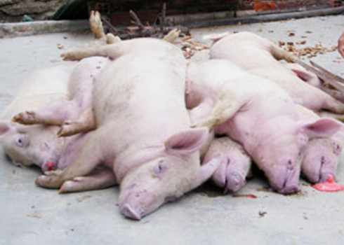 Lợn chết vì bệnh lở mồm long móng bị vứt tràn lan ra môi trường. Ảnh: Trí Tín