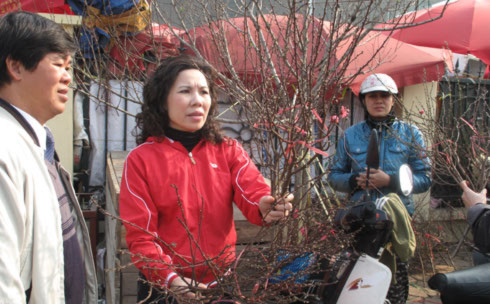 Là loại hoa truyền thống trong các ngày Tết của Hà Nội, đào năm nay khá đắt. Những ngày cận Tết một cành xinh xinh thế này cũng phải 300-400 nghìn đồng.