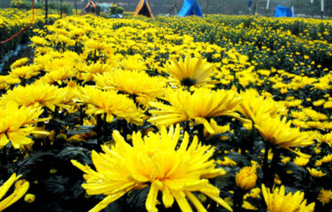 Hoa xuân Huế khoe sắc rực rỡ tại công viên Thương Bạc