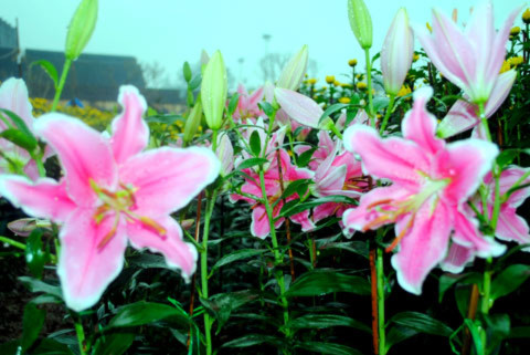 Hoa ly- loài hoa xứ lạnh góp sắc tại hội hoa xuân