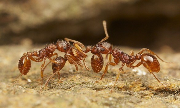 Kiến – loài côn trùng cổ nhất hành tinh còn sống