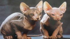 Mèo không lông kỳ lạ nhất thế giới
