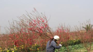 Mua hoa đào giá 'bèo' sau Tết