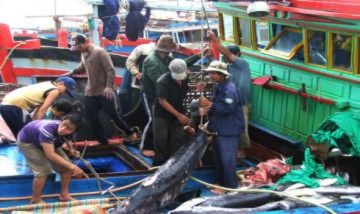 Ngư dân trúng cá ngừ đại dương đầu năm
