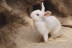 Ngưòi Trung hoa nói gì về Năm con Thỏ