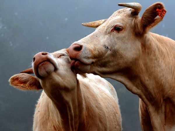 Những màn `khóa môi’ nóng bỏng của động vật - Tin180.com (Ảnh 2)
