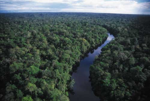 Rừng Amazon hạn hán gây biến đổi khí hậu toàn cầu - Tin180.com (Ảnh 1)