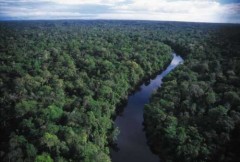 Rừng Amazon hạn hán gây biến đổi khí hậu toàn cầu