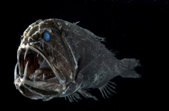 Loài cá Cá răng nanh (Fangtooth Fish) sống ở độ sâu 2.600m dưới mặt nước biển.