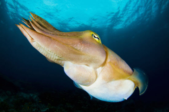 Cá mực Raja Ampat, Indonesia