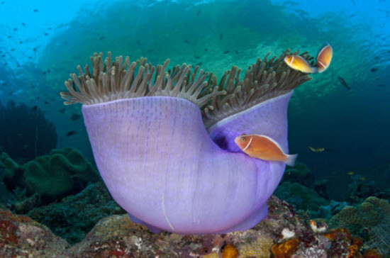 Cá hề nemo hồng ở Misool, Raja Ampat, West Papua