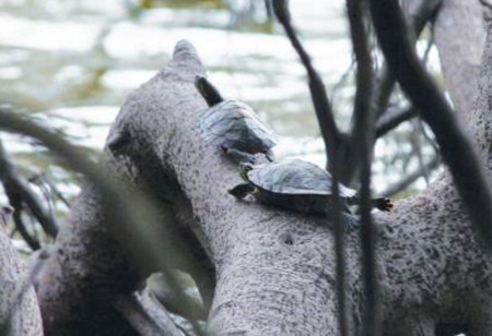 Bắt mẻ rùa tai đỏ đầu tiên ở hồ Gươm