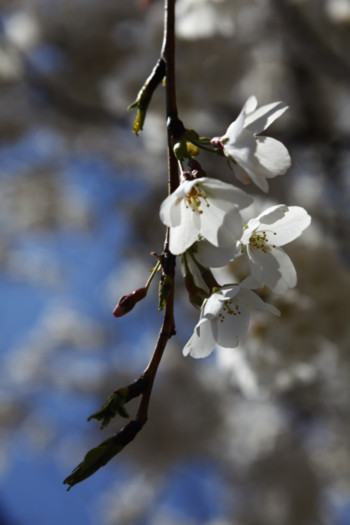 Khoảng 3 nghìn cây hoa anh đào đã được thị trưởng Tokyo trao cho thủ đô Washingon năm 1912.