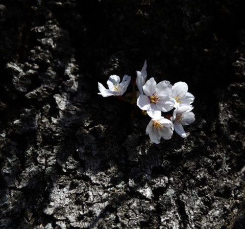 Hoa mọc ở khắp nơi, trên cả những thân cây nhuốm màu thời gian.