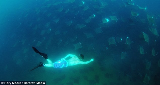 Bơi cùng hàng ngàn con cá đuối độc