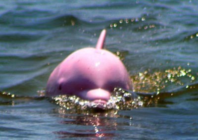 Cá heo hồng tuyệt đẹp xuất hiện tại Mỹ