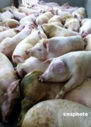 ‘Choáng’ với kết quả giám định lợn siêu nạc (kỳ 2)
