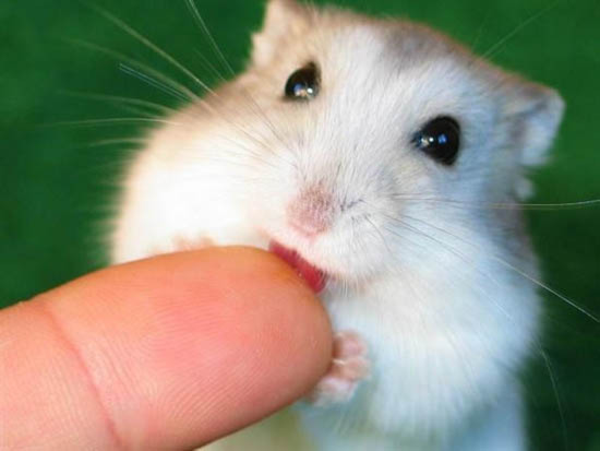 Chuột non có thể tự tái tạo tim sau tổn thương