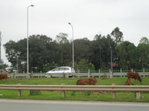 dù đã có lệnh cấm việc chăn thả gia súc, nhưng hàng ngày có hàng chục con bò của người dân vẫn hiên ngang băng qua đường để vào dải phân cách giữa hai làn đường cao tốc.
