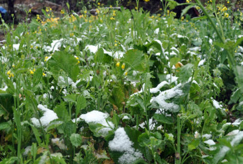 Vườn rau cải này đang chịu đựng giá lạnh của tuyết và mưa đông kết.