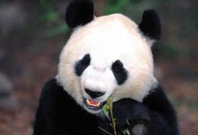 Gấu trúc ưa "chay tịnh" và lười "yêu"