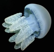 Giải độc sứa bằng giấm