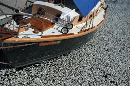 Hàng triệu cá chết tại bến cảng Mỹ