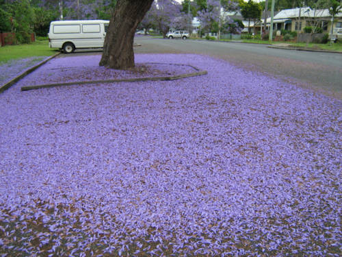 1257498162_jacaranda04