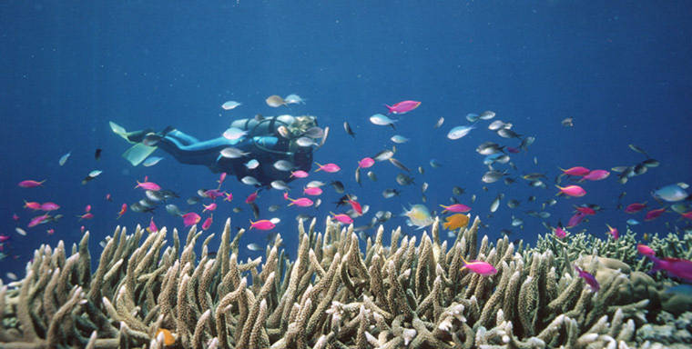 Một thợ lặn đang bơi cùng những con cá nhiều sắc màu ở dải đá ngầm Great Barrier, Australia. Trong một báo cáo mới đây, các nhà khoa học cảnh báo phần lớn dải san hô trên thế giới sẽ biến mất vào năm 2050.