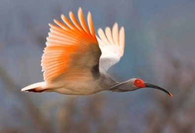 Những loài chim hiếm nhất hành tinh