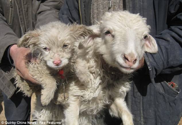 Quái lạ: Cừu sinh ra chó - Tin180.com (Ảnh 2)