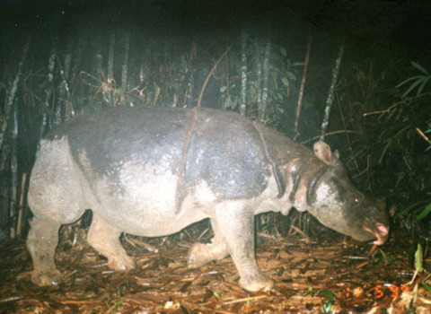 Tê giác ở vườn quốc gia Cát Tiên. Ảnh: WWF