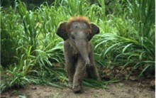 10 điều kì thú về loài voi - Tin180.com (Ảnh 1)