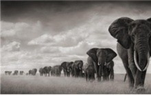 10 điều kì thú về loài voi - Tin180.com (Ảnh 2)