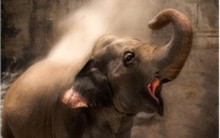 10 điều kì thú về loài voi - Tin180.com (Ảnh 3)