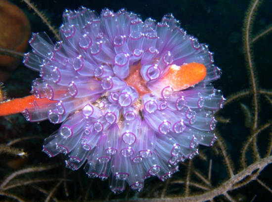 10 vẻ đẹp ’tiêu biểu’ của sinh vật biển sâu - Tin180.com (Ảnh 2)