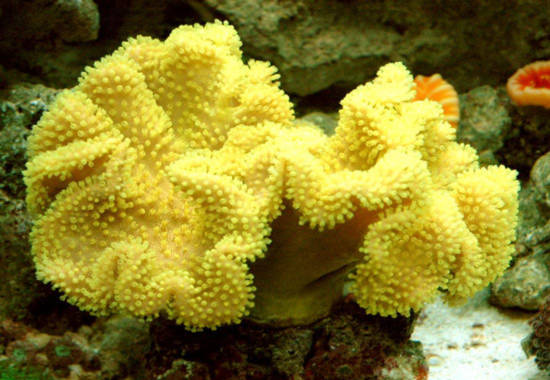 10 vẻ đẹp ’tiêu biểu’ của sinh vật biển sâu - Tin180.com (Ảnh 11)