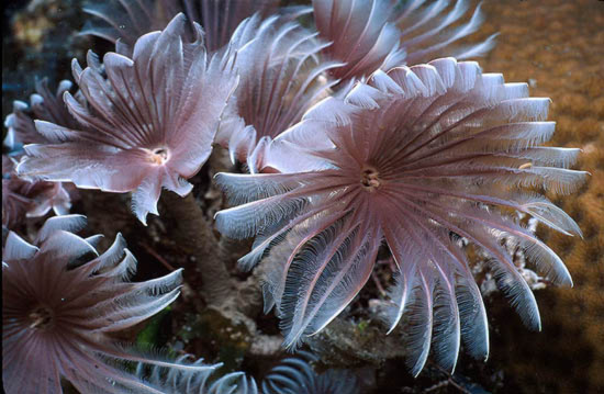 10 vẻ đẹp ’tiêu biểu’ của sinh vật biển sâu - Tin180.com (Ảnh 13)