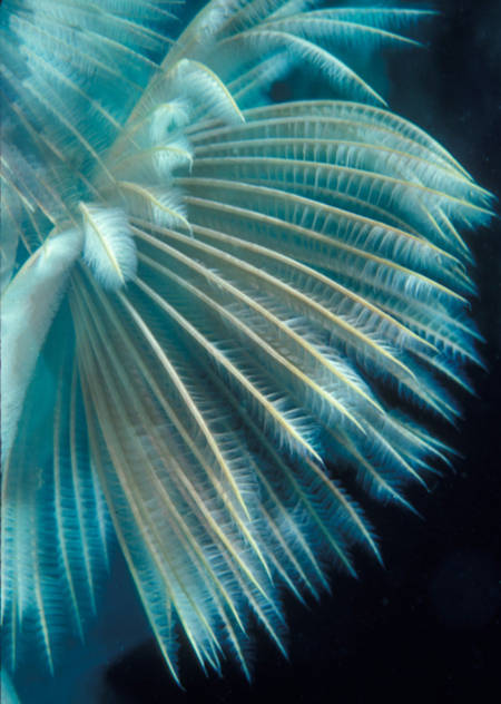 10 vẻ đẹp ’tiêu biểu’ của sinh vật biển sâu - Tin180.com (Ảnh 14)