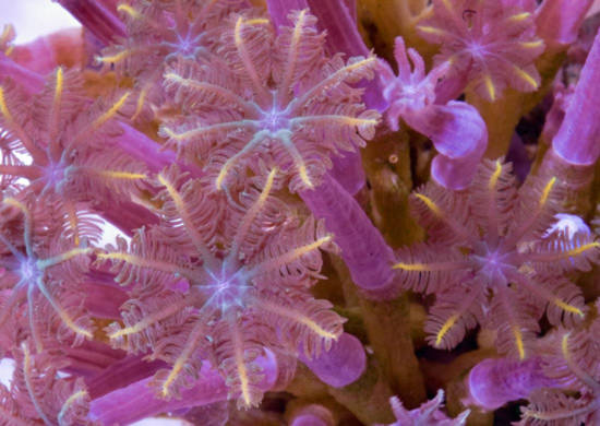 10 vẻ đẹp ’tiêu biểu’ của sinh vật biển sâu - Tin180.com (Ảnh 18)
