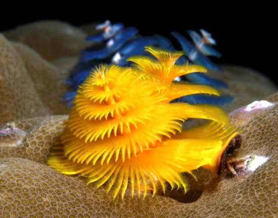 10 vẻ đẹp ’tiêu biểu’ của sinh vật biển sâu - Tin180.com (Ảnh 3)