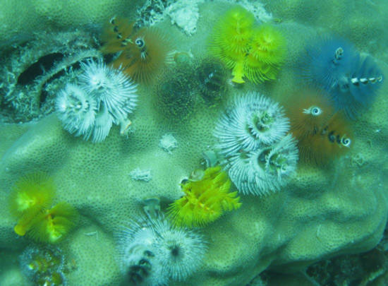 10 vẻ đẹp ’tiêu biểu’ của sinh vật biển sâu - Tin180.com (Ảnh 4)