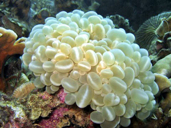 10 vẻ đẹp ’tiêu biểu’ của sinh vật biển sâu - Tin180.com (Ảnh 5)