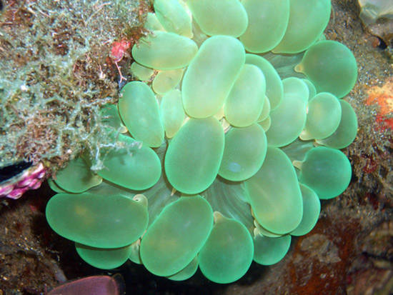 10 vẻ đẹp ’tiêu biểu’ của sinh vật biển sâu - Tin180.com (Ảnh 6)