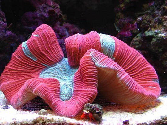 10 vẻ đẹp ’tiêu biểu’ của sinh vật biển sâu - Tin180.com (Ảnh 8)