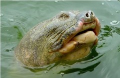 Căn cứ chứng minh Rùa Hồ Gươm là “hậu duệ” Rùa Thần